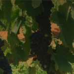 QUINTA-CRESCENTE-HUMPATA-SERRA-LEBA-HUILA-ANGOLA-VINHOS-VINHAS-PLANTAS-RECOLHA-PREPARACAO-6